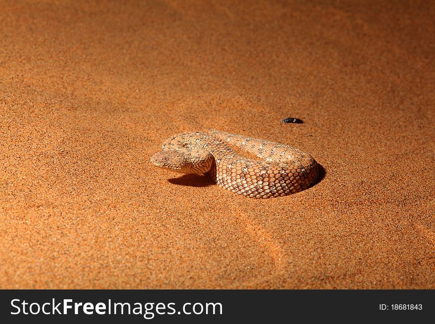 View of a Sinderwinder snake in desert. View of a Sinderwinder snake in desert