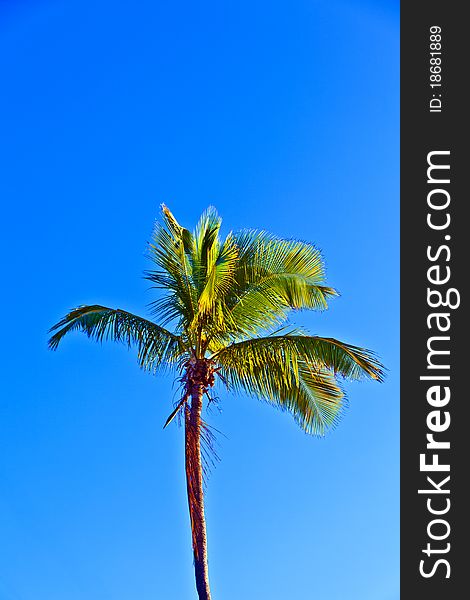 Crown of palm tree with blue sky