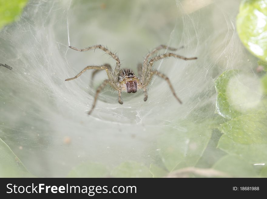 Thai Spider