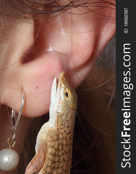Macro image of a girl with Reticulated Desert Lizard biting ear. Macro image of a girl with Reticulated Desert Lizard biting ear