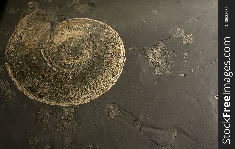Fossilized ammonite—extinct prehistoric animal