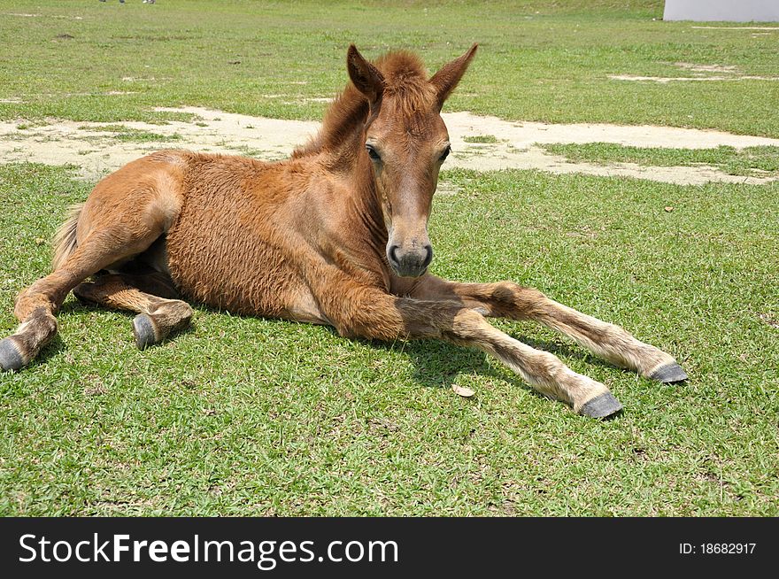 A healthy filly lying and stretching her front legs on the grass of the paddock. A healthy filly lying and stretching her front legs on the grass of the paddock.