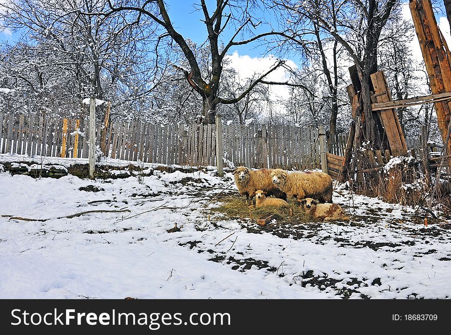 Two lambs and two sheep. Two lambs and two sheep