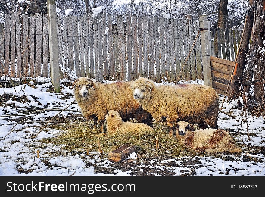 Sheepfold on snowy land just before eastern