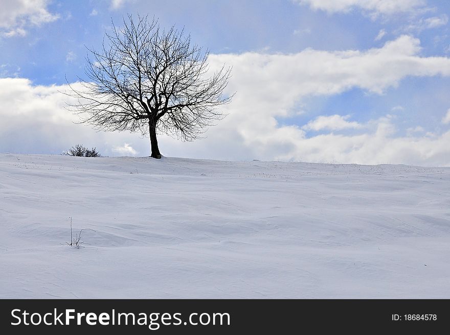 Branches in the winter sky. Branches in the winter sky