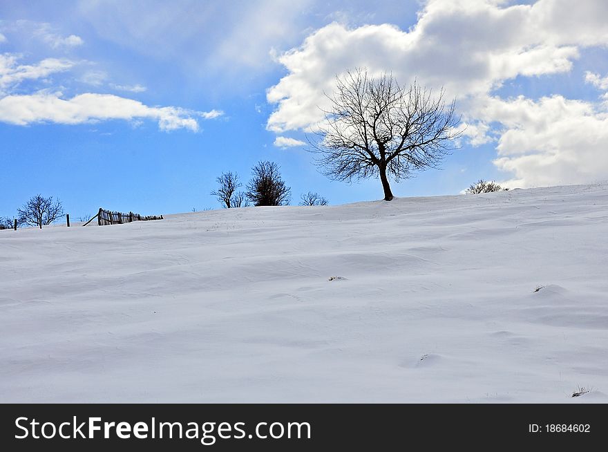Tree in the cloudy sky on snowy mountain top. Tree in the cloudy sky on snowy mountain top