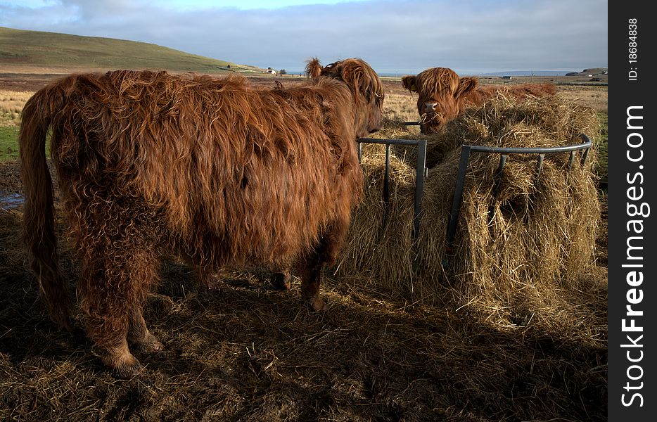 A family of Highland Cows in a green Scottish field.