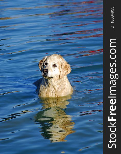 Yellow Labrador Retriever In Blue Water