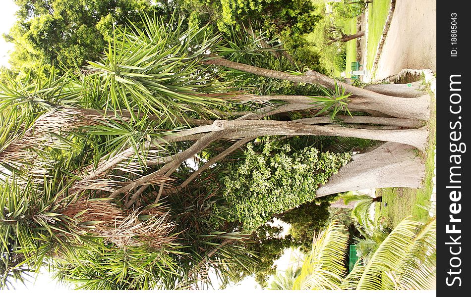 Palms in botanic garden, Cagliari, Sardinia
