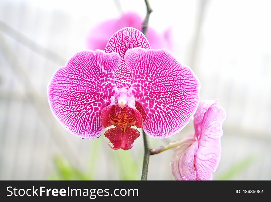 Pink Phalaenopsis orchid in farm