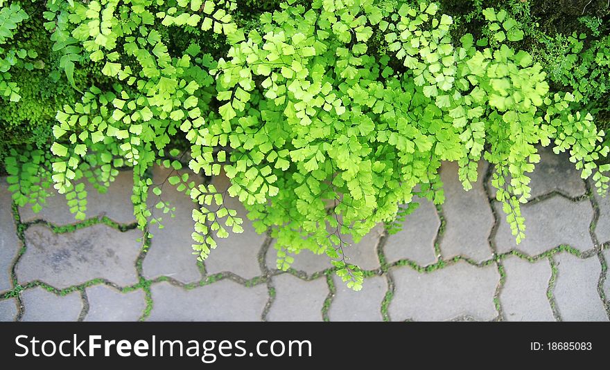 Green bracken leaves and blocks floor