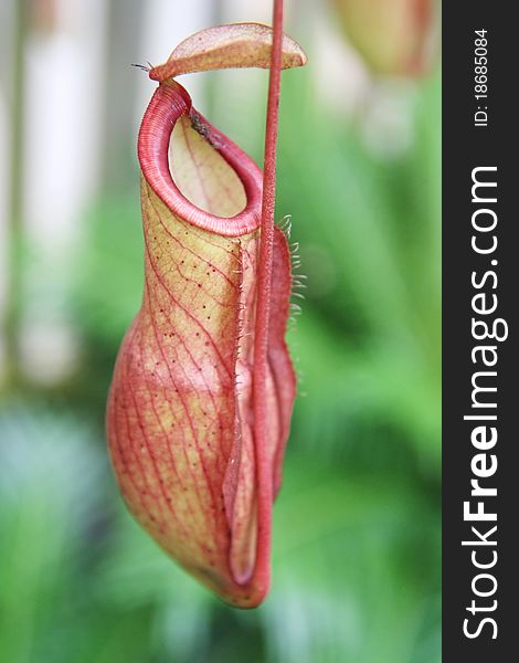 Nepenthes ,eat insect flower in forest