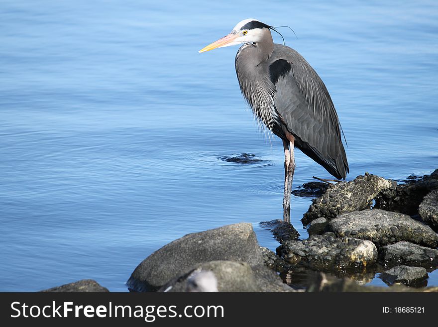 A blue heron stands calmly in a lake, waiting for a fish to pass by. A blue heron stands calmly in a lake, waiting for a fish to pass by.