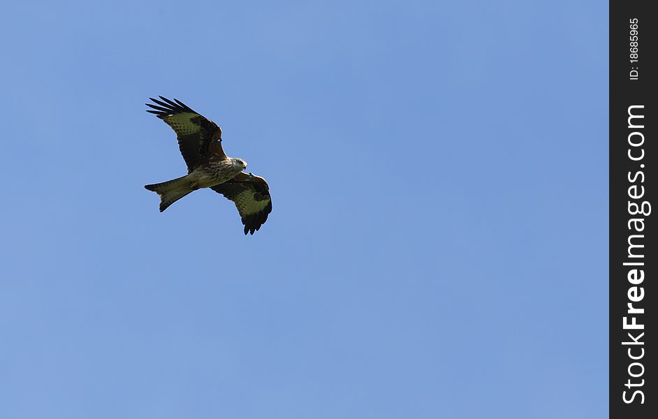 View of a red kite in flight against a clear blue sky. View of a red kite in flight against a clear blue sky.