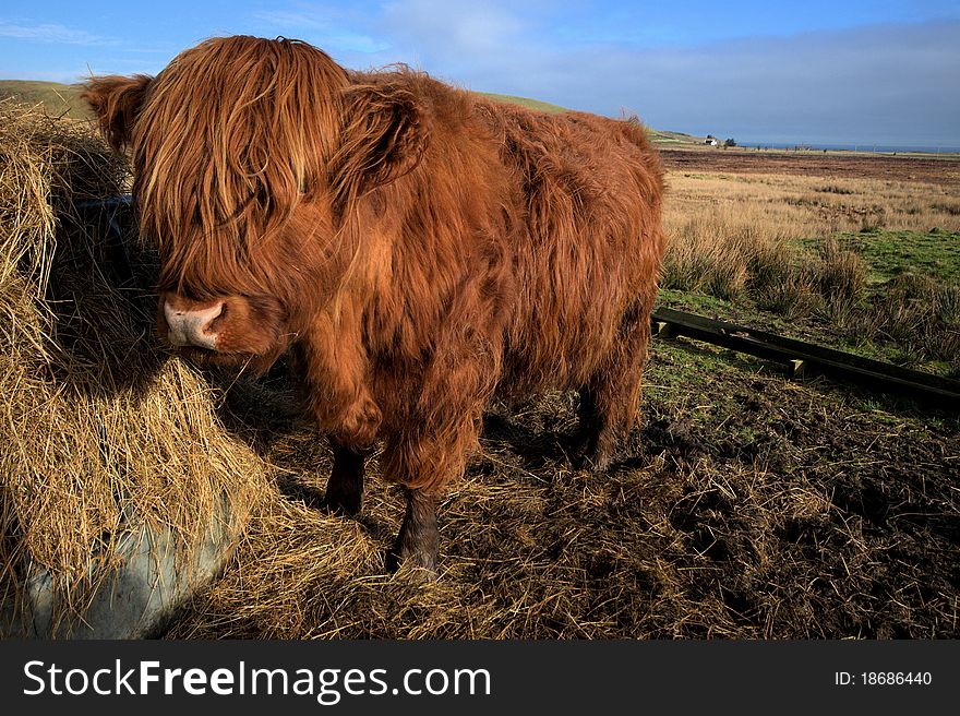 Photo of an Highland breed cow, Scotland. Photo of an Highland breed cow, Scotland