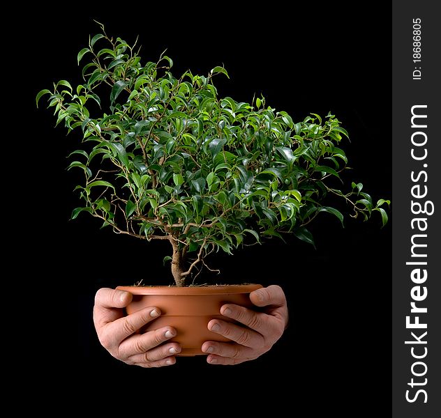 Small tree in the hands of men