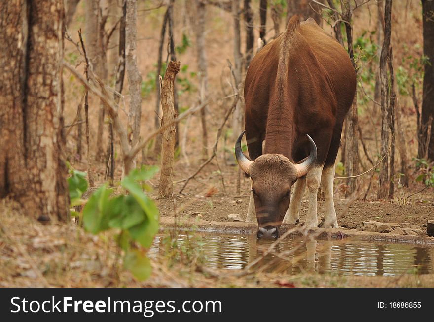Indian Bison drinking water in a jungle