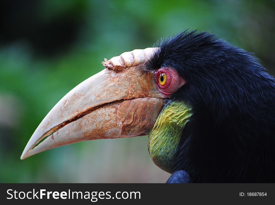 Hornbill Close up and Profile. Hornbill Close up and Profile