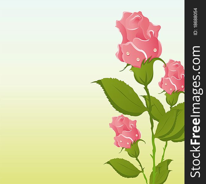 Beautiful background with pink roses. Beautiful background with pink roses