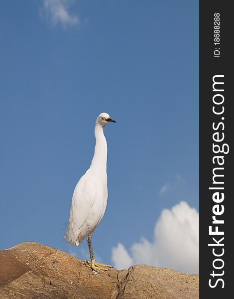 Egretta thula, Snowy white egret perched on rock in wild