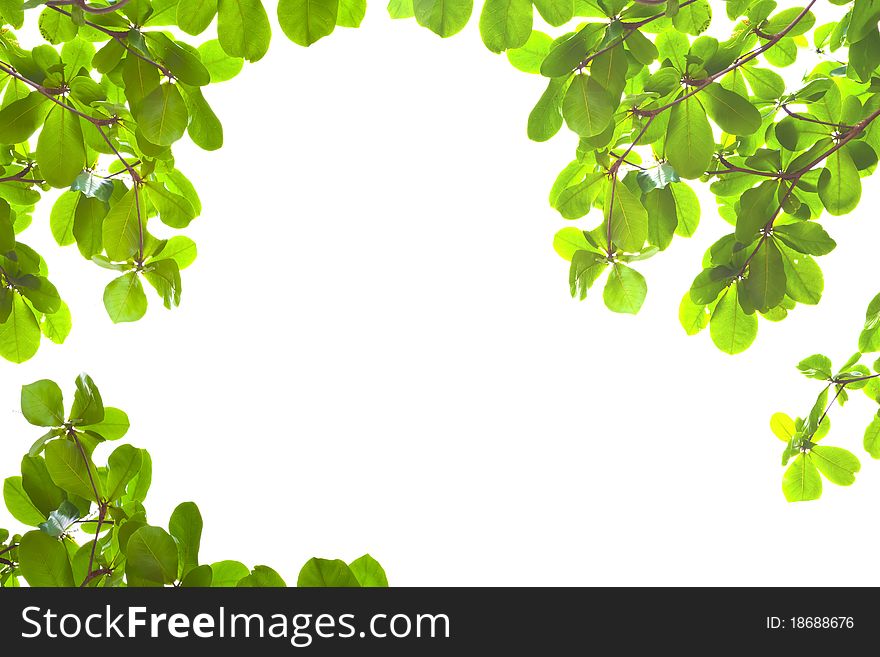 Green leaves arranged by nature as frame in front of white. Green leaves arranged by nature as frame in front of white.