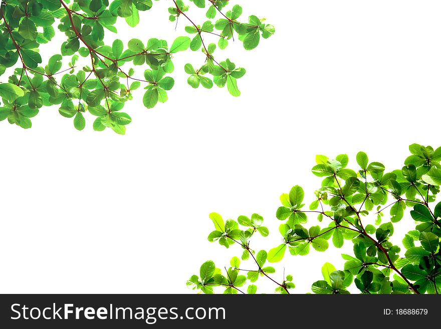 Green leaves arranged by nature as frame in front of white. Green leaves arranged by nature as frame in front of white.