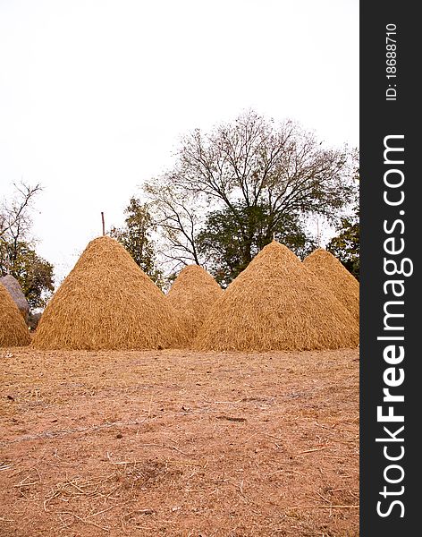 Pile of straw by product from rice field after collecting season. Pile of straw by product from rice field after collecting season.