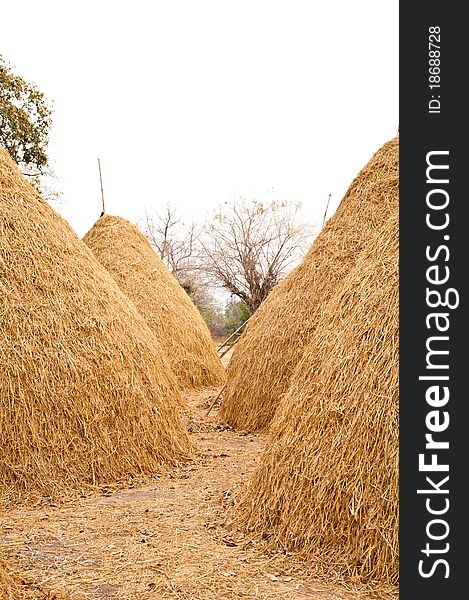 Pile of straw by product from rice field after collecting season. Pile of straw by product from rice field after collecting season.