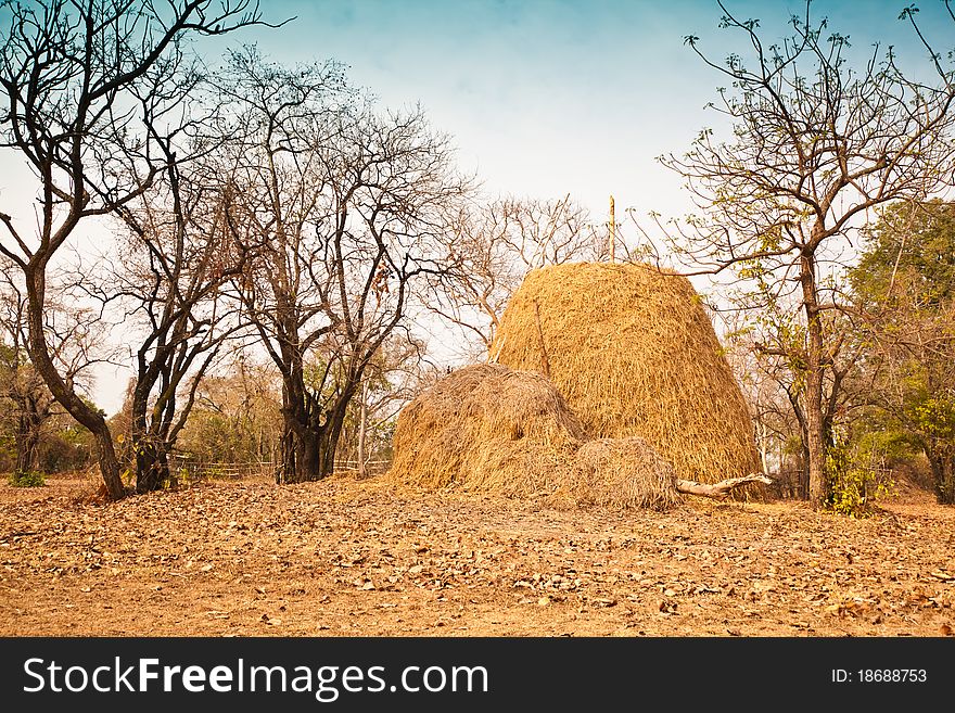 Pile of straw by product from rice field after collecting season. Pile of straw by product from rice field after collecting season.