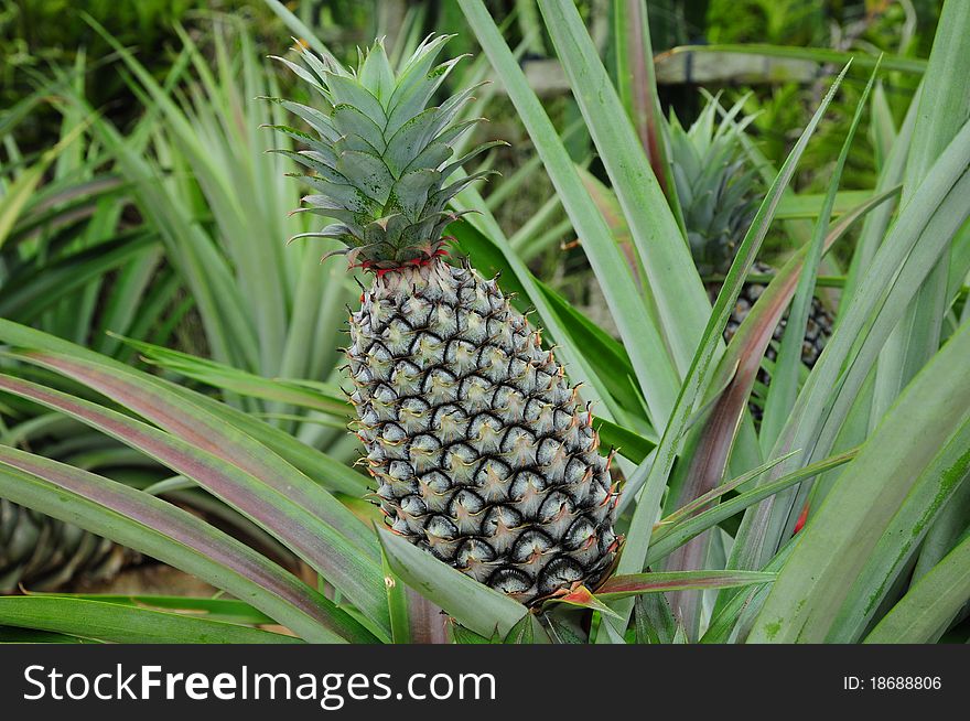 Pineapples Growing in A Plantation. Image Is A Closeup Of The Pineapple. Pineapples Growing in A Plantation. Image Is A Closeup Of The Pineapple
