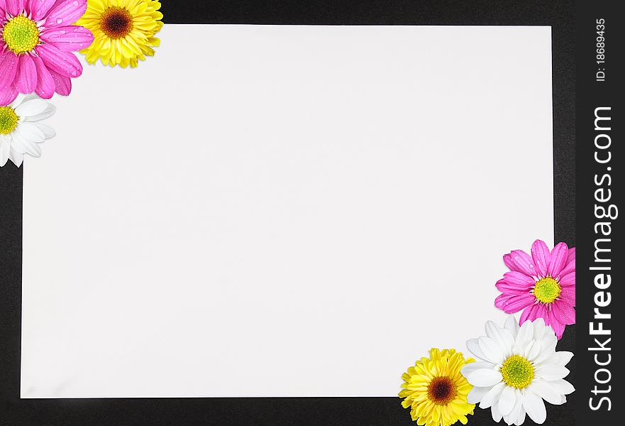 Colorful spring daisies background with copy space. Colorful spring daisies background with copy space