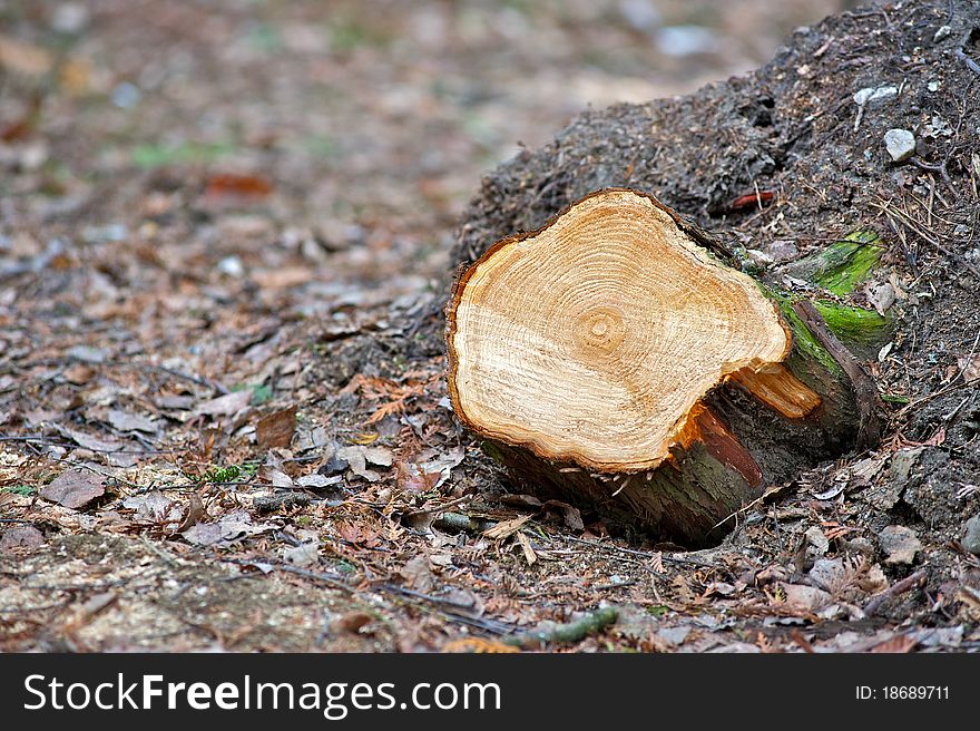 Tree stump as ecology problem