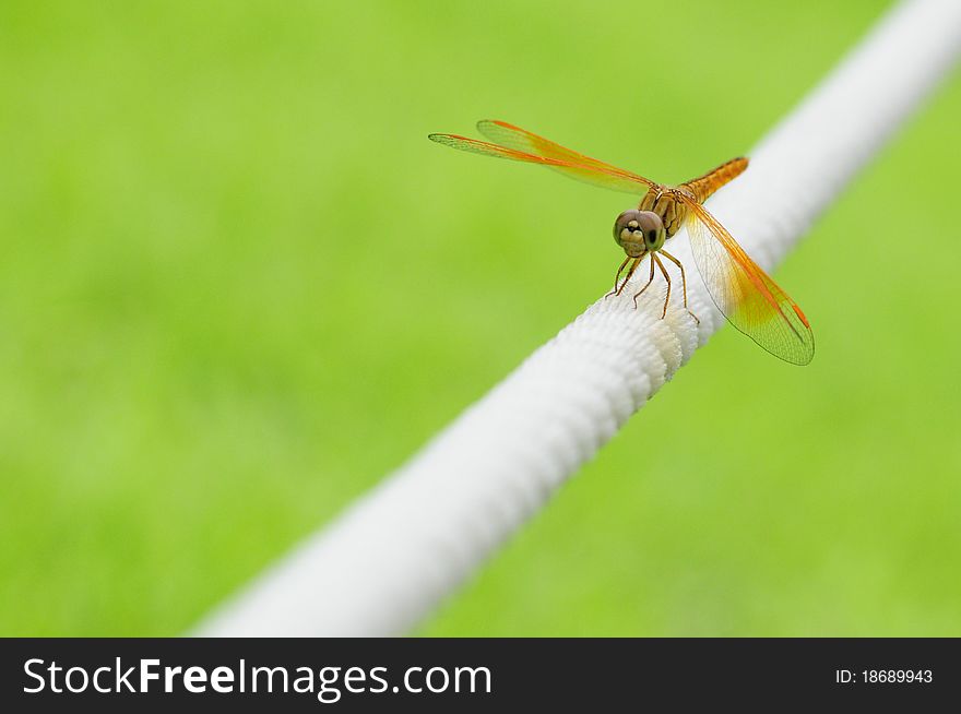 A dragonfly on the white rope