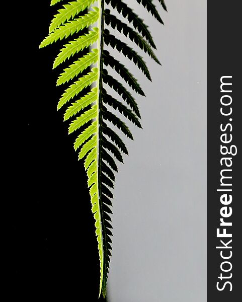 Fern leaf showing shadows in black and white background. Fern leaf showing shadows in black and white background