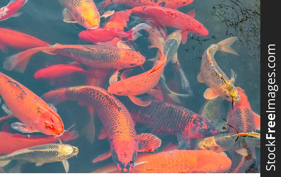 Carp Chinese koi colorful fish swim in the water top view of the entire frame . High quality photo