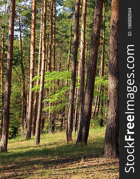 Forest with pine trees