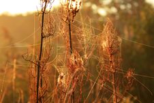 Morning Dew On Spider Webs Stock Images Morning Dew On Spider Webs Stock Images