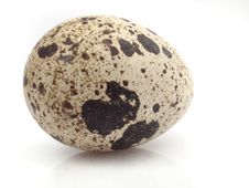 Quail Egg Stock Photos