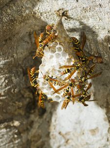 Hornet S Nest In A Tree Stock Image