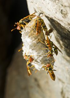 Hornet S Nest In A Tree Stock Photography