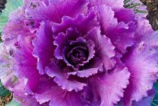 Red Decorative Cabbage Royalty Free Stock Images Red Decorative Cabbage Royalty Free Stock Images