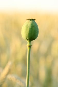 Unripe Poppy-head Stock Photos Unripe Poppy-head Stock Photos