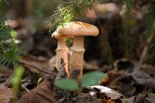 Mushrooms Royalty Free Stock Photography Mushrooms Royalty Free Stock Photography