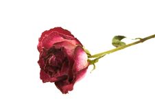 Dry Rose Stock Images