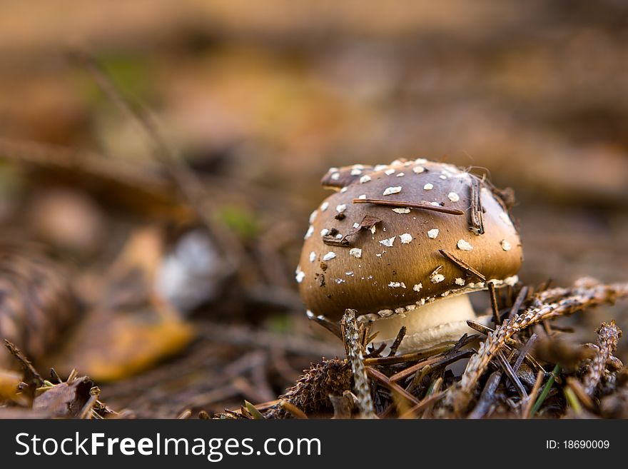 A close-up shot of a small brown toadstool in the autumnal forest. A close-up shot of a small brown toadstool in the autumnal forest