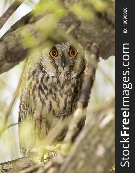 Short eared owl (Asio flammeus) resting on the branch