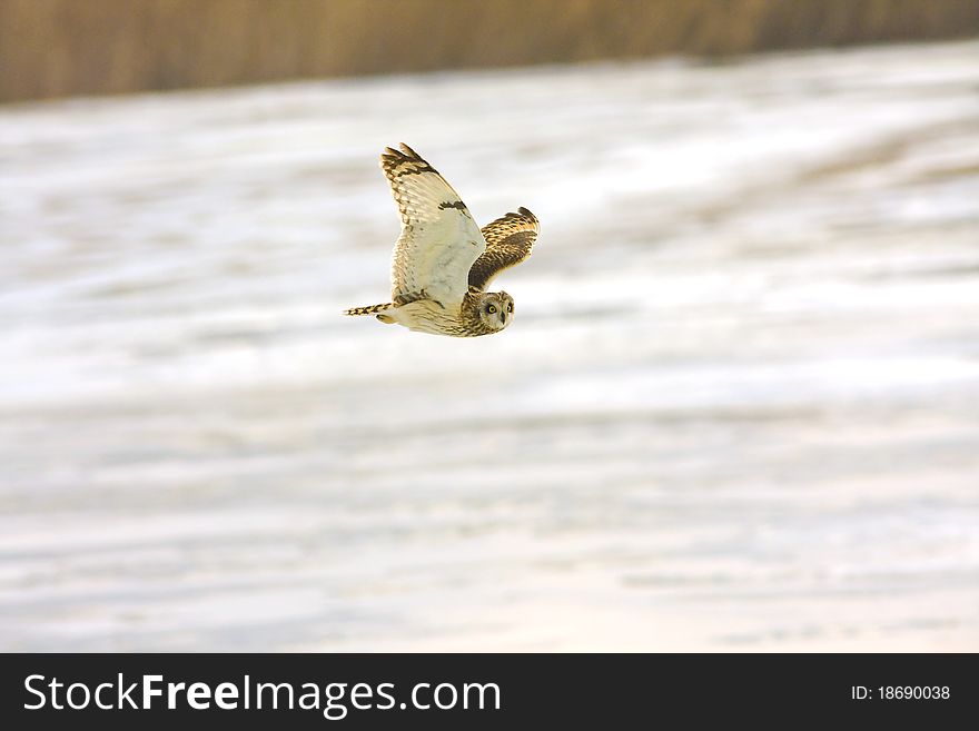 Short eared owl (Asio flammeus) in flight