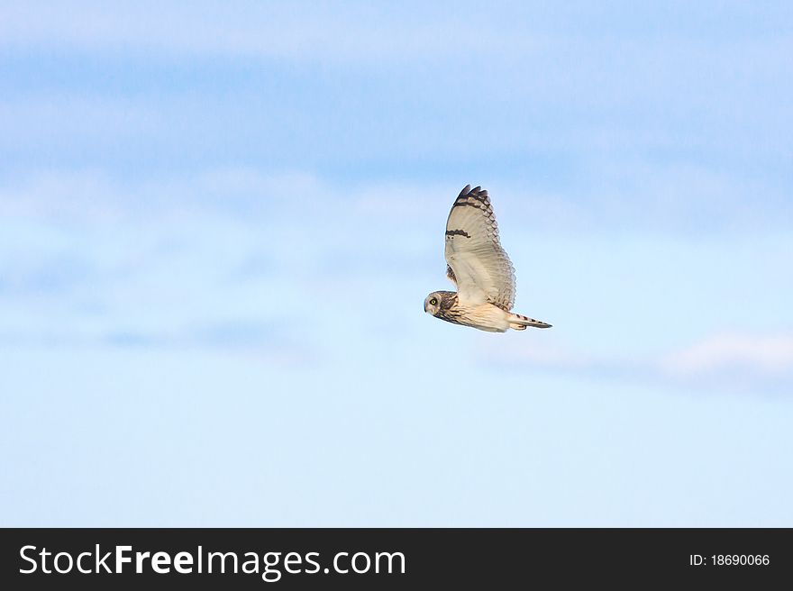 Short eared owl (Asio flammeus)