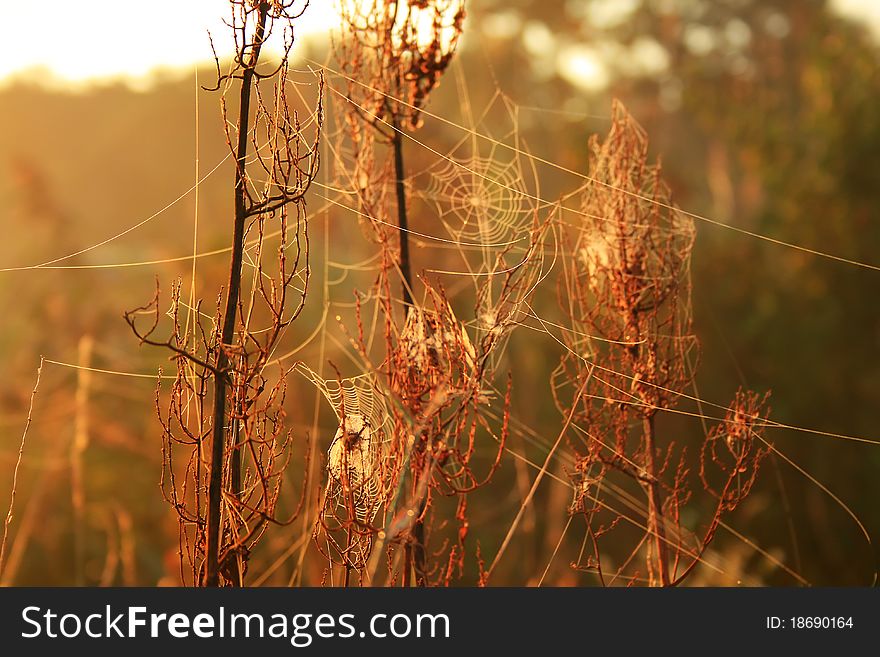 Morning Dew On Spider Webs