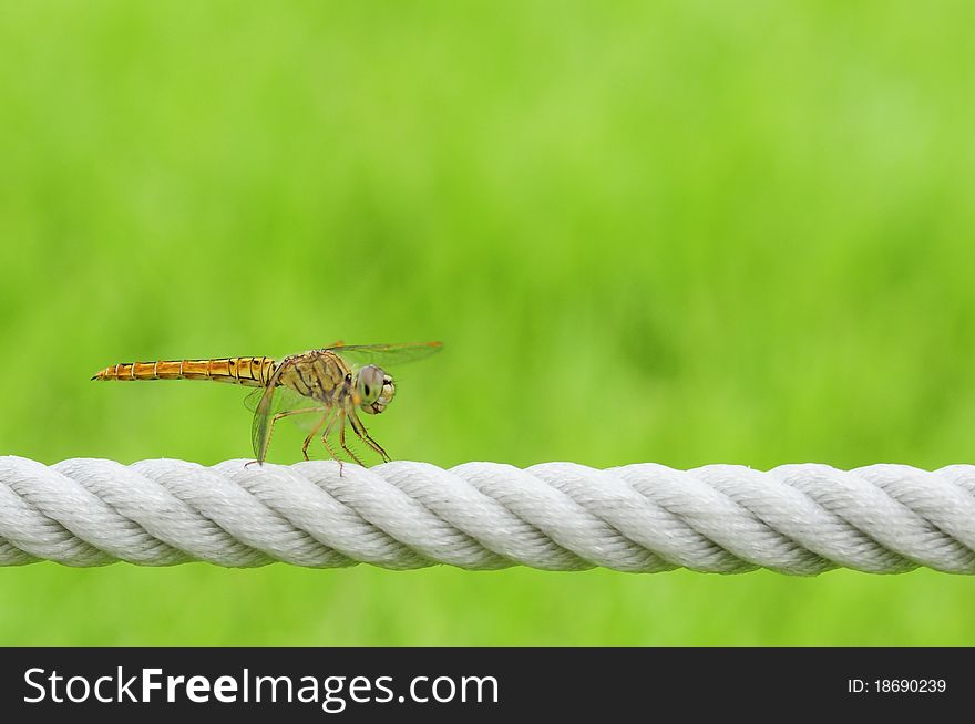 A dragonfly on the white cord